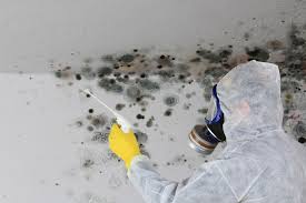 Why You Should Choose Our Mold Remediation Services in Woodinville, WA